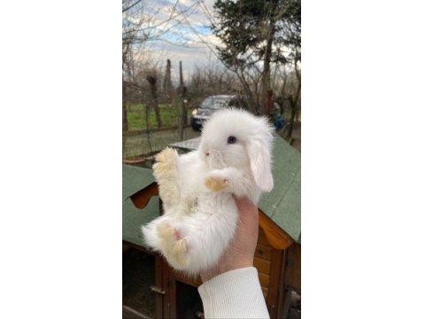 Evcil Tavşan Çiftliğinden Hollanda Lop Tavşanı