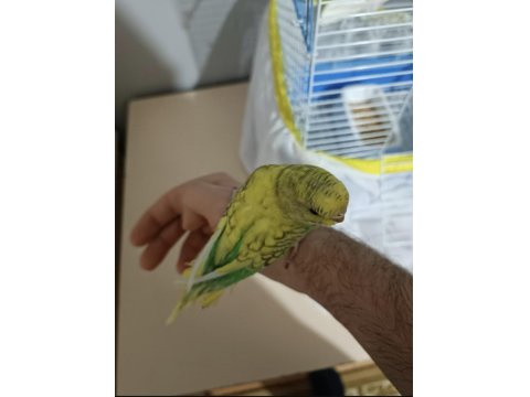 6 Aylık Dişi Muhabbet Kuşu (Açıklamayı Okuyun)