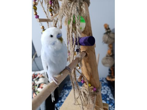 Çok Uyguna Verilecek Muhabbet Kuşlar