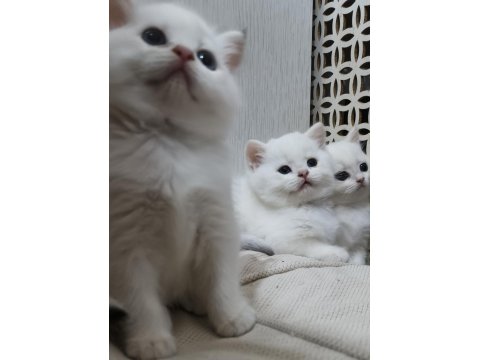 Scottish Straight Golden Point Erkek Kardeşler