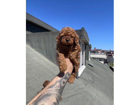 Red Brown Toy Poodle Yavrular