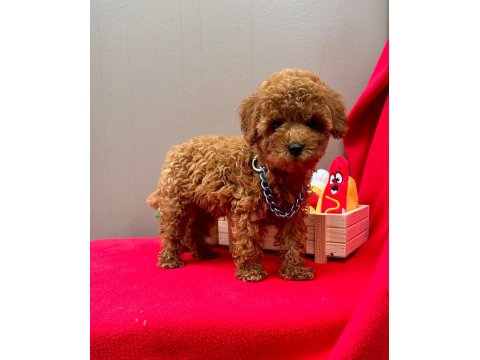 Safkan Toy Poodle Yavru Köpeklerimiz