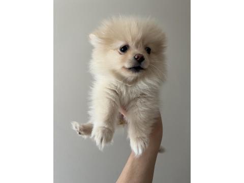 Pomeranian Spitz Yavrular
