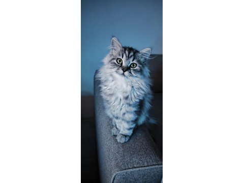 Pamuk Gibi Yün Yumağı Chinchilla Yavrum