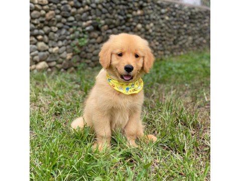 Sevimli Golden Retriever Yavruları
