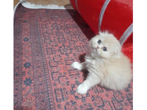 3 Ocak Doğumlu Scottish Fold Yavrumuz