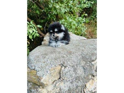 Pomeranian Boo Yavrumuz Sağlık Ve Irk Garantilidir