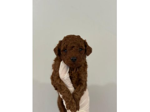 Erkek Ve Dişi Kore Toy Poodle