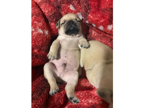 Muhteşem Pug Yavruları