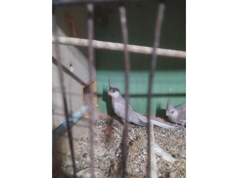 Bebek Wifi Sultan Papağanı Yavrular