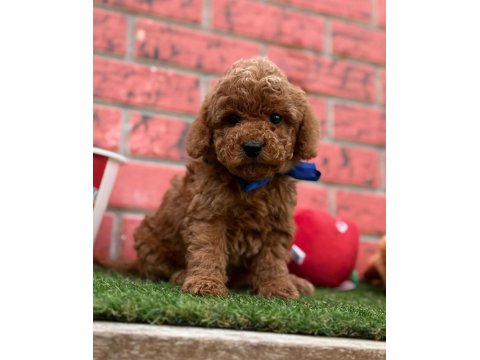 Safkan Toy Poodle Cinsi Yavrular