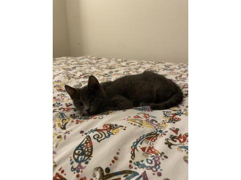 Sevgi Dolu Uysal Russian Blue