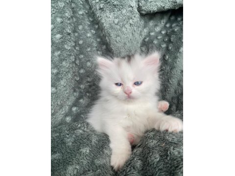 Scottish Fold Ve British Shorthair Yavrularımız