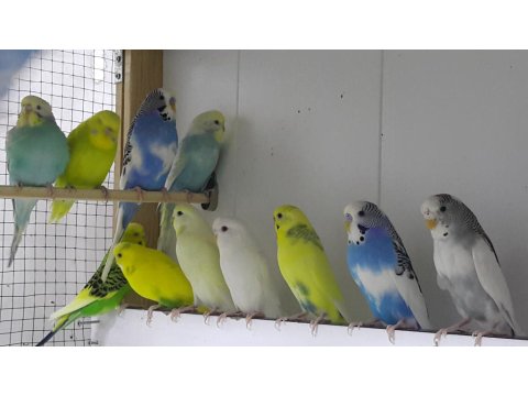 Hazır Eşli Takım Muhabbet Kuşlar