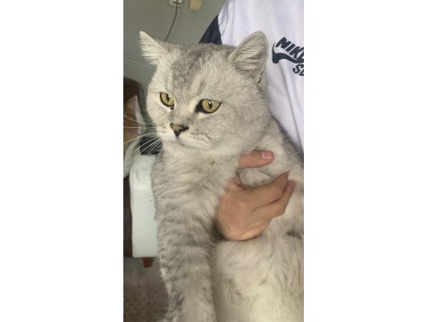 Kedimiz Ücretsizdir Ömürlük Yuva