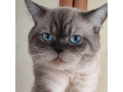 Safkan Üretim British Shorthair