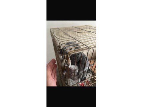 Meraklısına Kayseri Jako Papağanı