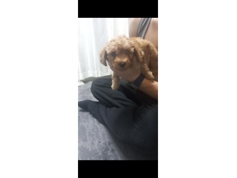 11 Aylık Erkek Toy Poodle