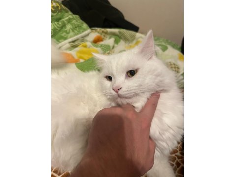 Kedimizi Ücretsiz Sahiplendiriyoruz