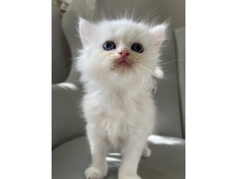 British Longhair Erkek Bebeğim