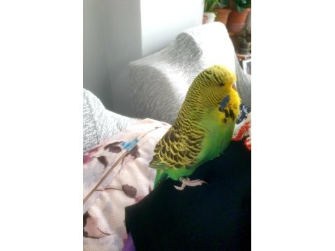 4 Aylık Jumbo Dişi Muhabbet Kuşu