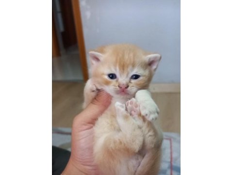 British Shorthair Ny12