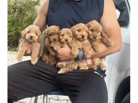 Sıfır Boy Maltipoo Yavrular