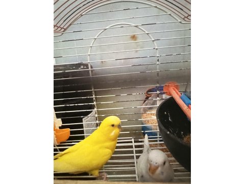 Takım Muhabbet Kuşumuz