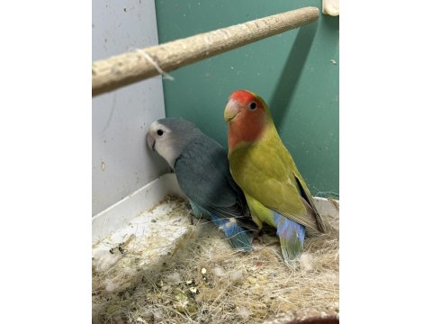 2 Takım Garantili Damızlık Sevda Papağanı