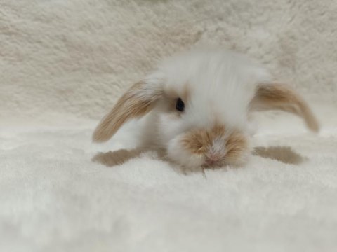 Yavru Hollanda Lop Ve Cüce Tavşanları