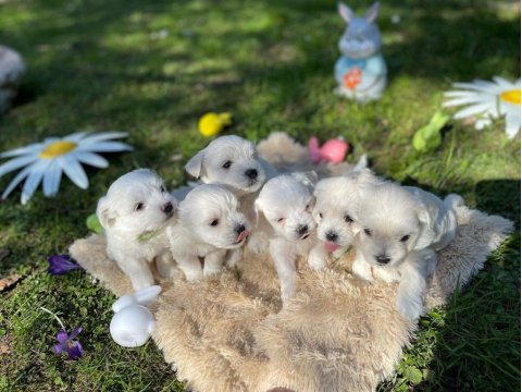 Dünya Tatlısı Maltese Yavruları