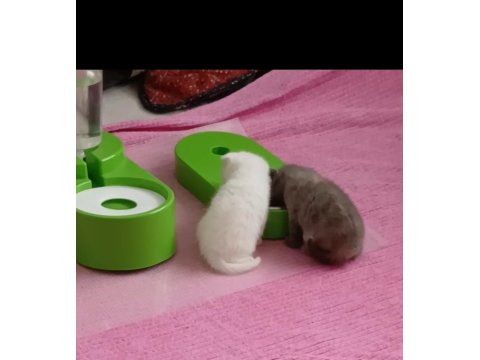 Scottish Fold Ve Scottish Straight Kardeşler