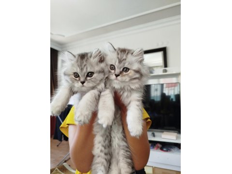 İran Ve British Kırmaları Kediler