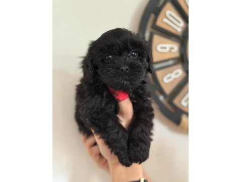 Tüy Derdi Olmayan Nadir Irk Maltipoo Yavrular