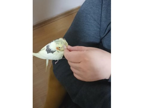 Full Evcil Sultan Papağanı