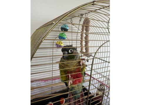 Konur Papağanı Kafes Ve Aksesuarları İle Birlikte