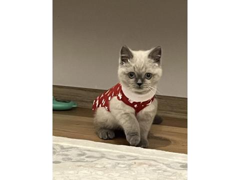3.5 Aylık British Shorthair Bluepoint