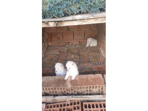 2 Aylık Erkek Spitz