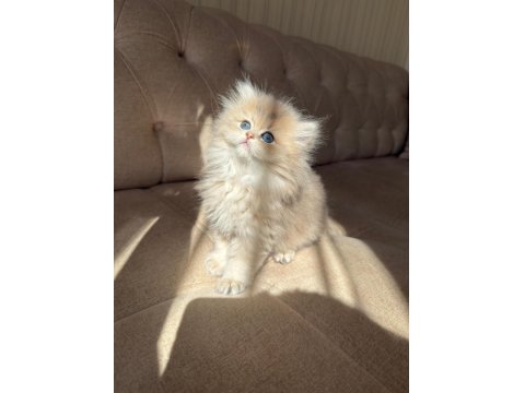 Sevmeye Doyamayacağınız O Bebek Kedimiz