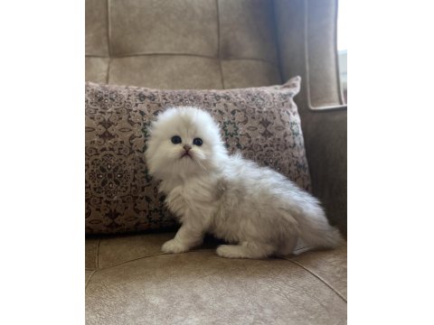 Irk Garantili Scottish Fold Longhair Silver Bebeğimiz