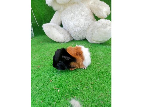 Rengarenk Ginepigler Mevcut