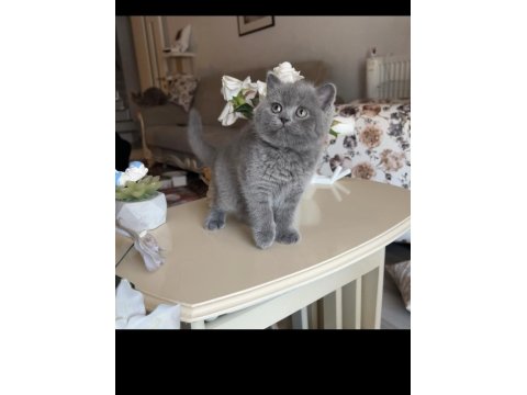 British Shorthair Dişi Top Kafa