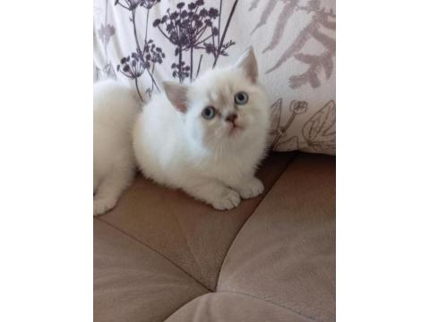 Scottish Fold Mavişlerim