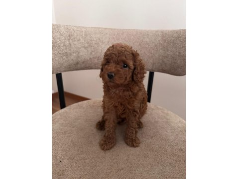 A Kalite Toy Poodle Yeni Ailesini Bekliyor