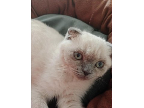 2 Buçuk Aylık Yavru Kedimiz