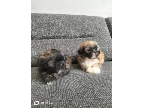 Shih Tzu 2 Erkek Bebek