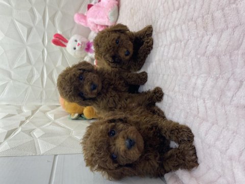Erkek Dişi Toy Poodle Yavrularımız