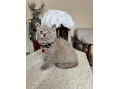 British Shorthair Lilac Yavru