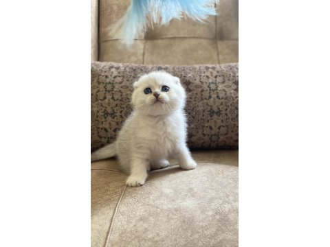 Irk Garantili Şecereli Anne Babanın Scottish Fold Silver Bebeği