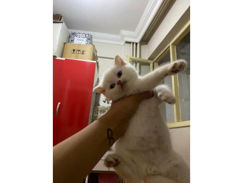 A Kalite British Shorthair Bebekler